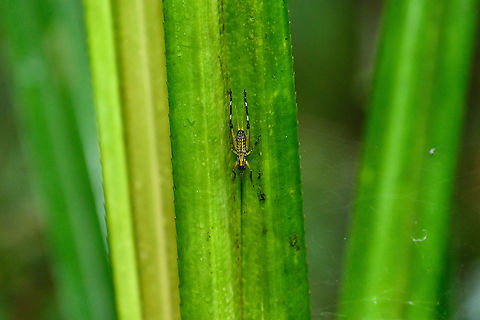 Colorful katydid, Andasibe, Madagascar A quick shot with the tele as I did not have macro ready, so quality is poor. Still wanted to share this colorful one. Africa,Andasibe,Madagascar,Madagascar 2019,World
