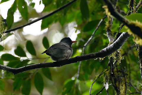 Malagasy Bulbul, Andasibe, Madagascar A very common bird in Madagascar. Africa,Andasibe,Hypsipetes madagascariensis,Madagascar,Madagascar 2019,Malagasy Bulbul,World