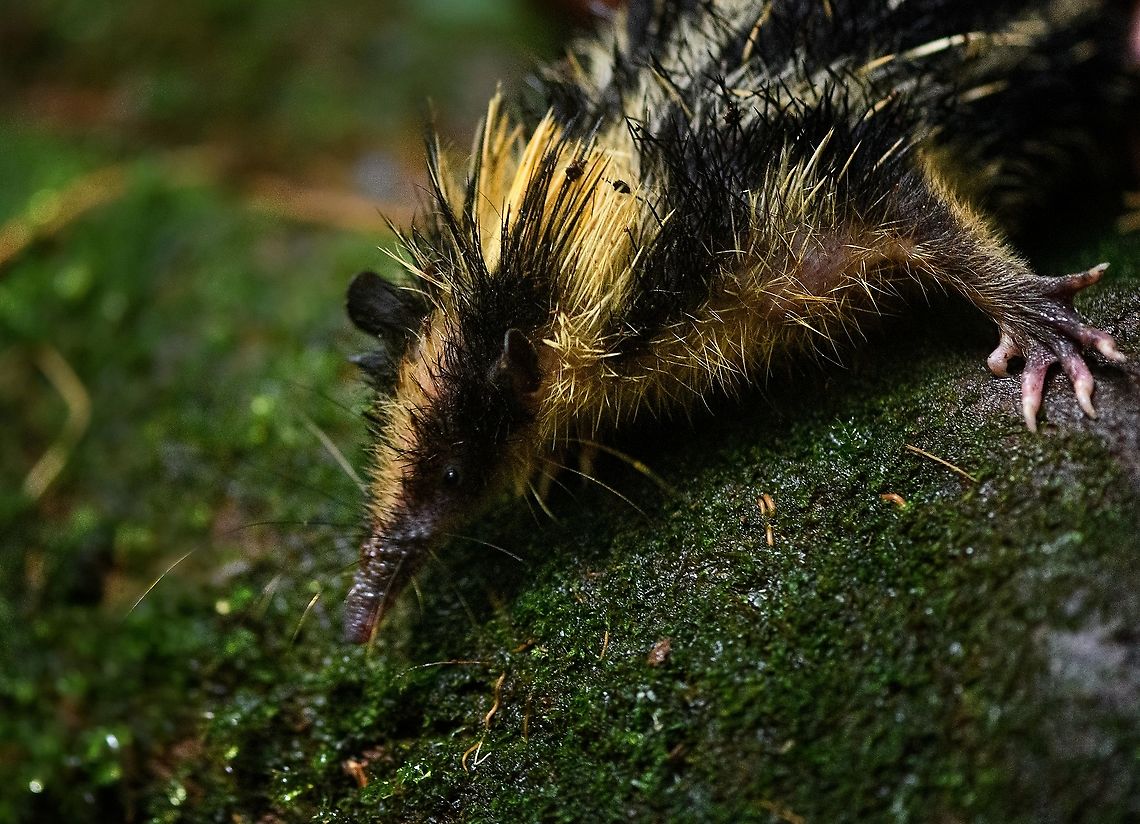 Lowland streaked tenrec by day, Andasibe, Madagascar A chance wild encounter with this beautiful animal. Our guide spotted it and managed to corner it. In this shot, he's holding its hind legs. The release struggle made it very hard to take a sharp shot, this is the least awful one. <br />
<br />
Of course, it was released unharmed immediately afterwards. Africa,Andasibe,Hemicentetes semispinosus,Lowland streaked tenrec,Madagascar,Madagascar 2019,World