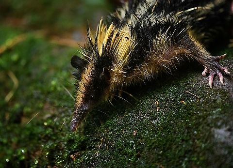 Lowland streaked tenrec by day, Andasibe, Madagascar A chance wild encounter with this beautiful animal. Our guide spotted it and managed to corner it. In this shot, he's holding its hind legs. The release struggle made it very hard to take a sharp shot, this is the least awful one. 

Of course, it was released unharmed immediately afterwards. Africa,Andasibe,Hemicentetes semispinosus,Lowland streaked tenrec,Madagascar,Madagascar 2019,World