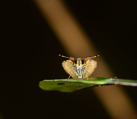 Orange Skipper - front view, Andasibe, Madagascar https://www.jungledragon.com/image/86458/orange_skipper_-_side_view_andasibe_madagascar.html Africa,Andasibe,Geotagged,Madagascar,Madagascar 2019,Winter,World
