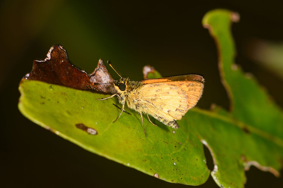 Orange Skipper - side view, Andasibe, Madagascar <figure class="photo"><a href="https://www.jungledragon.com/image/86457/orange_skipper_-_front_view_andasibe_madagascar.html" title="Orange Skipper - front view, Andasibe, Madagascar"><img src="https://s3.amazonaws.com/media.jungledragon.com/images/2/86457_thumb.jpg?AWSAccessKeyId=05GMT0V3GWVNE7GGM1R2&Expires=1770854410&Signature=c7l8TVBuh8mlCq4rW6kxDmyPi3E%3D" width="200" height="174" alt="Orange Skipper - front view, Andasibe, Madagascar https://www.jungledragon.com/image/86458/orange_skipper_-_side_view_andasibe_madagascar.html Africa,Andasibe,Geotagged,Madagascar,Madagascar 2019,Winter,World" /></a></figure> Africa,Andasibe,Madagascar,Madagascar 2019,World