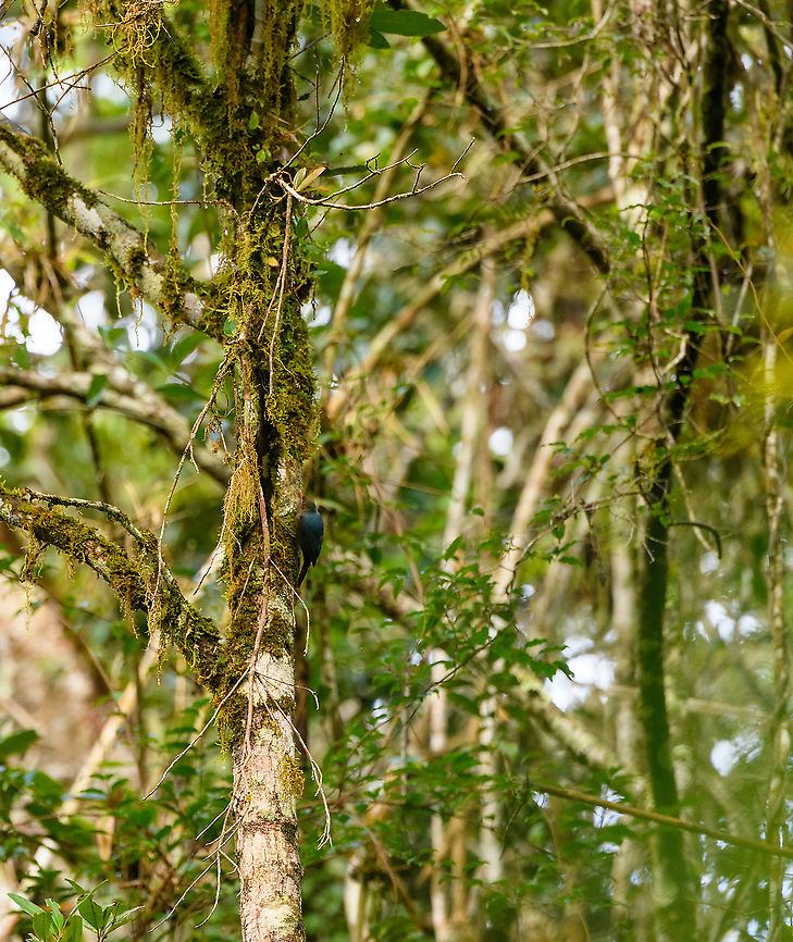 Nuthatch vanga, Andasibe, Madagascar A remote and poor shot, yet it's a new bird to me. Part of the crazy Vanga family which is entirely endemic to Madagascar.  Africa,Andasibe,Coral-billed Nuthatch,Hypositta corallirostris,Madagascar,Madagascar 2019,World