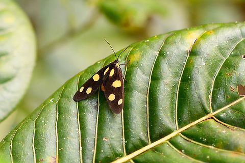 Dubianaclia sp., Andasibe, Madagascar https://www.jungledragon.com/image/86483/dubianaclia_sp._-_frontal_andasibe_madagascar.html
Main species candidates:
http://www.afromoths.net/species/show/28061
http://www.afromoths.net/species/show/28060

Both match the particular pattern seen on the photo. Africa,Andasibe,Geotagged,Madagascar,Madagascar 2019,Winter,World