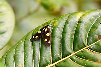 Dubianaclia sp., Andasibe, Madagascar https://www.jungledragon.com/image/86483/dubianaclia_sp._-_frontal_andasibe_madagascar.html<br />
Main species candidates:<br />
http://www.afromoths.net/species/show/28061<br />
http://www.afromoths.net/species/show/28060<br />
<br />
Both match the particular pattern seen on the photo. Africa,Andasibe,Geotagged,Madagascar,Madagascar 2019,Winter,World