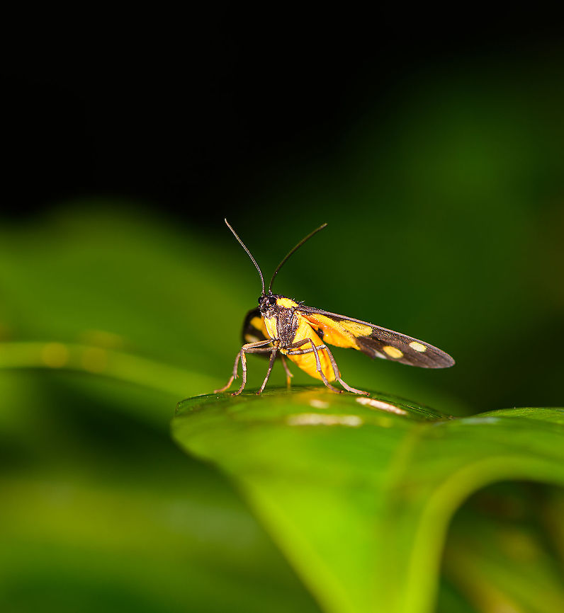 Dubianaclia sp. - frontal, Andasibe, Madagascar <figure class="photo"><a href="https://www.jungledragon.com/image/86482/dubianaclia_sp._andasibe_madagascar.html" title="Dubianaclia sp., Andasibe, Madagascar"><img src="https://s3.amazonaws.com/media.jungledragon.com/images/2/86482_thumb.jpg?AWSAccessKeyId=05GMT0V3GWVNE7GGM1R2&Expires=1769040010&Signature=4Ce1ap4FG43cWRXC0C3Q%2BMP2jgY%3D" width="200" height="134" alt="Dubianaclia sp., Andasibe, Madagascar https://www.jungledragon.com/image/86483/dubianaclia_sp._-_frontal_andasibe_madagascar.html<br />
Main species candidates:<br />
http://www.afromoths.net/species/show/28061<br />
http://www.afromoths.net/species/show/28060<br />
<br />
Both match the particular pattern seen on the photo. Africa,Andasibe,Geotagged,Madagascar,Madagascar 2019,Winter,World" /></a></figure><br />
Main species candidates:<br />
<a href="http://www.afromoths.net/species/show/28061" rel="nofollow">http://www.afromoths.net/species/show/28061</a><br />
<a href="http://www.afromoths.net/species/show/28060" rel="nofollow">http://www.afromoths.net/species/show/28060</a><br />
<br />
Both match the particular pattern seen on the photo. Africa,Andasibe,Geotagged,Madagascar,Madagascar 2019,Winter,World