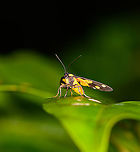 Dubianaclia sp. - frontal, Andasibe, Madagascar https://www.jungledragon.com/image/86482/dubianaclia_sp._andasibe_madagascar.html<br />
Main species candidates:<br />
http://www.afromoths.net/species/show/28061<br />
http://www.afromoths.net/species/show/28060<br />
<br />
Both match the particular pattern seen on the photo. Africa,Andasibe,Geotagged,Madagascar,Madagascar 2019,Winter,World