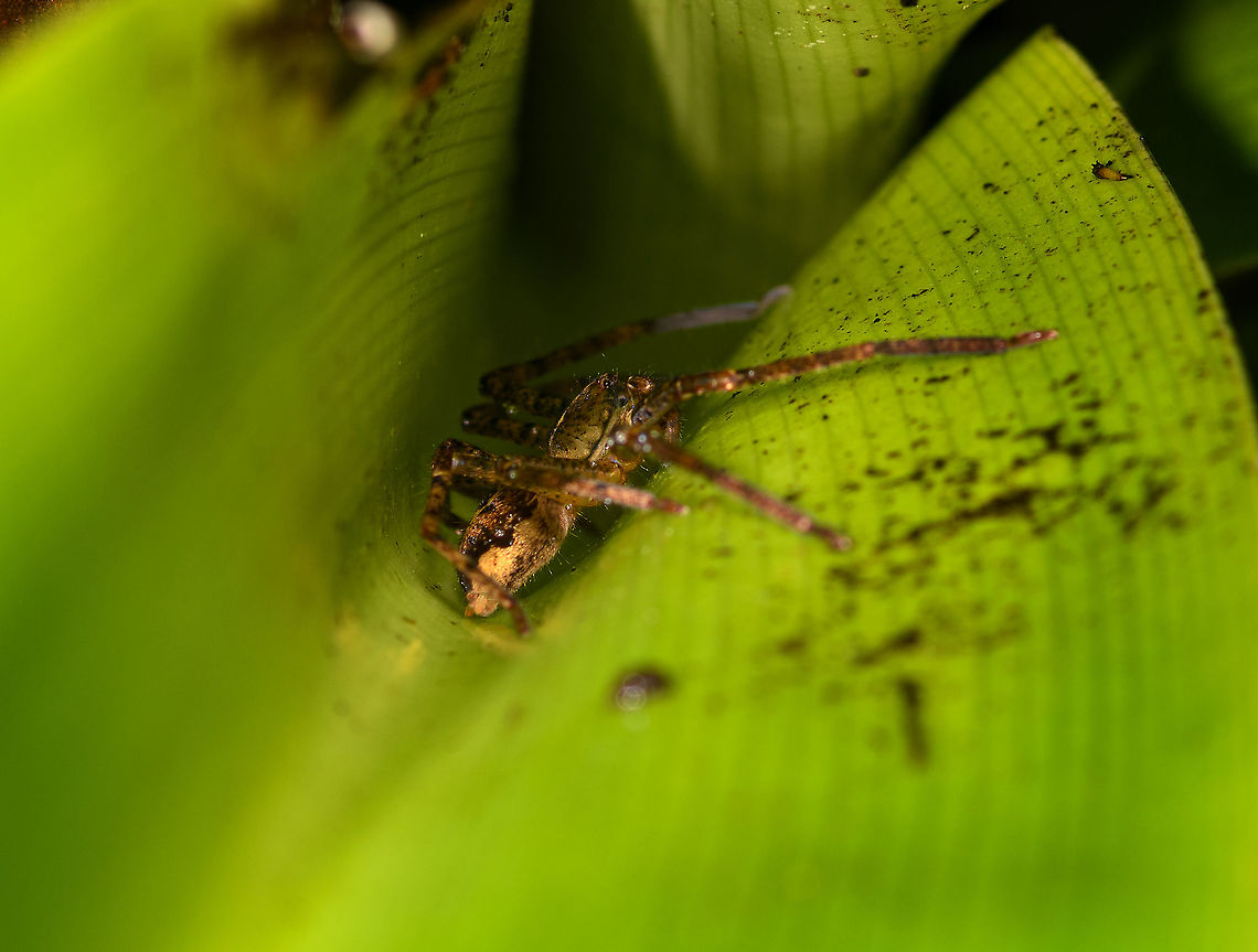 Spider hiding in leaf, Andasibe, Madagascar  Africa,Andasibe,Madagascar,Madagascar 2019,World