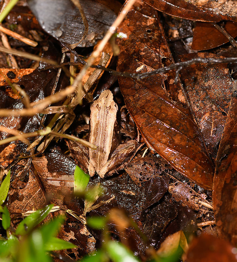 Mantidactylus opiparis - 2, Andasibe, Madagascar Second observation of this species in Andasibe, yet in a different area. Other observation:<br />
<figure class="photo"><a href="https://www.jungledragon.com/image/85910/mantidactylus_opiparis_andasibe_madagascar.html" title="Mantidactylus opiparis, Andasibe, Madagascar"><img src="https://s3.amazonaws.com/media.jungledragon.com/images/2/85910_thumb.jpg?AWSAccessKeyId=05GMT0V3GWVNE7GGM1R2&Expires=1770854410&Signature=qw8PCiL2hCrbCE8FJ%2FBgWmOL2Fc%3D" width="200" height="134" alt="Mantidactylus opiparis, Andasibe, Madagascar Didn't have the macro setup ready yet so only have this noisy tele shot. ID tentative, this is likely opiparis but could also be albofrenatus.<br />
https://www.jungledragon.com/image/85911/mantidactylus_opiparis_-_side_view_andasibe_madagascar.html Africa,Andasibe,Madagascar,Madagascar 2019,Mantidactylus opiparis,World" /></a></figure><br />
 Africa,Andasibe,Madagascar,Madagascar 2019,Mantidactylus opiparis,World