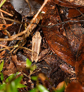 Mantidactylus opiparis - 2, Andasibe, Madagascar Second observation of this species in Andasibe, yet in a different area. Other observation:
https://www.jungledragon.com/image/85910/mantidactylus_opiparis_andasibe_madagascar.html
 Africa,Andasibe,Madagascar,Madagascar 2019,Mantidactylus opiparis,World