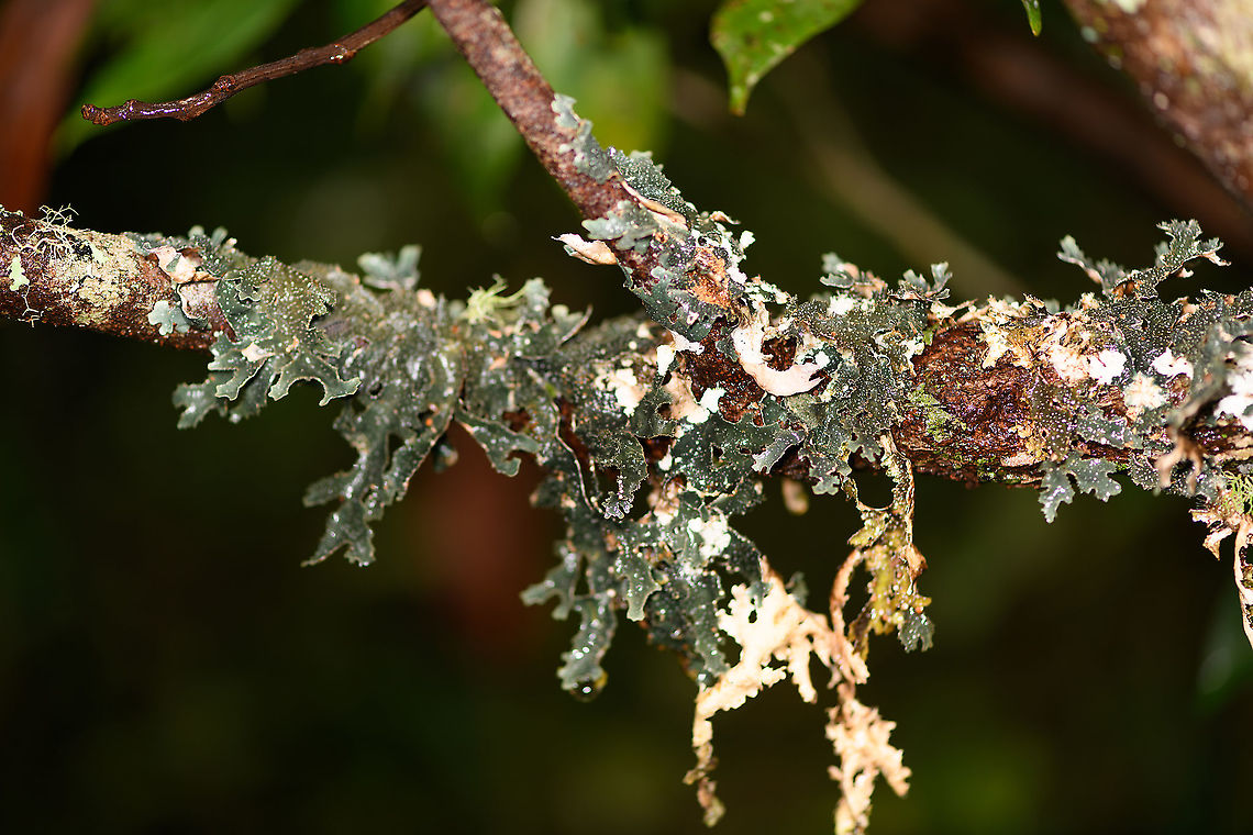 Large lichen, Andasibe, Madagascar I'm looking for the correct word in English to describe the shape of this lichen, thoughts? Africa,Andasibe,Madagascar,Madagascar 2019,World