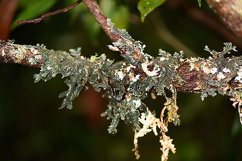 Large lichen, Andasibe, Madagascar I'm looking for the correct word in English to describe the shape of this lichen, thoughts? Africa,Andasibe,Madagascar,Madagascar 2019,World