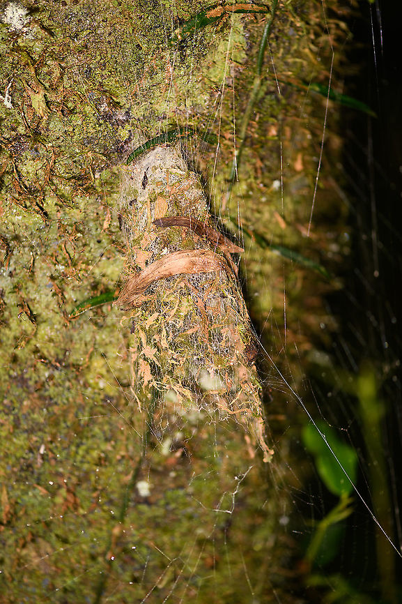 Hanging funnel, Andasibe, Madagascar My theory is that this belong to some kind of funnel web spider, but I'm normally used to finding such webs in an opposite direction rather than upside down and secured like this. Africa,Andasibe,Christant Path,Madagascar,Madagascar 2019,World