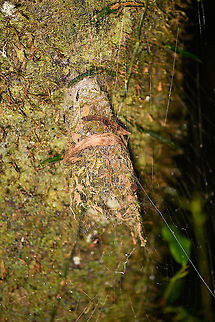 Hanging funnel, Andasibe, Madagascar My theory is that this belong to some kind of funnel web spider, but I'm normally used to finding such webs in an opposite direction rather than upside down and secured like this. Africa,Andasibe,Christant Path,Madagascar,Madagascar 2019,World