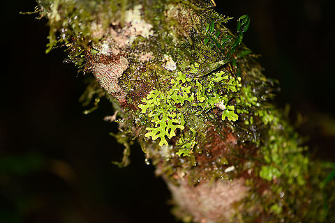 Green leaf-like lichen, Andasibe, Madagascar  Africa,Andasibe,Madagascar,Madagascar 2019,World