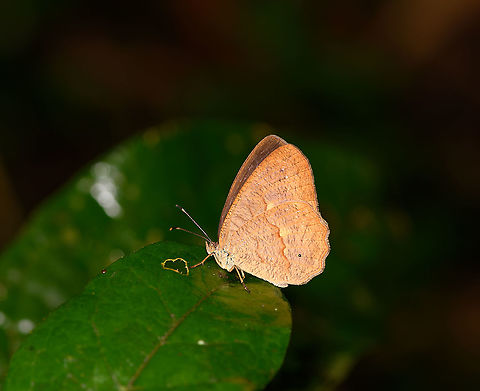 Heteropsis sp., Andasibe, Madagascar Tricky to identify:
http://v3.boldsystems.org/index.php/Taxbrowser_Taxonpage?taxid=210338

In my photo, quite likely the forewings are obstructing a larger eye pattern. We do see a very tiny eye in the bottom half of the wing. Also, we see a wavy  banded edge on the wing. Still both features are not unique enough to come to a single species. Africa,Andasibe,Madagascar,Madagascar 2019,World