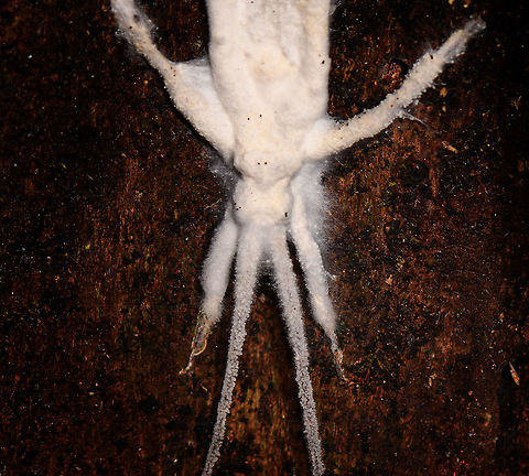 Katydid covered in fungus - closeup, Andasibe, Madagascar This looks to be a dead katydid/cricket entirely covered in some fungus. Possibly a cordyceps:
https://www.flickr.com/photos/rainforests/25035328041

Another suggestion: Beauveria

Pretty weird, as is expected on a Christant path (only 3 people in the world get that reference).
https://www.jungledragon.com/image/86492/katydid_covered_in_fungus_andasibe_madagascar.html Africa,Andasibe,Beauveria bassiana,Christant Path,Madagascar,Madagascar 2019,World