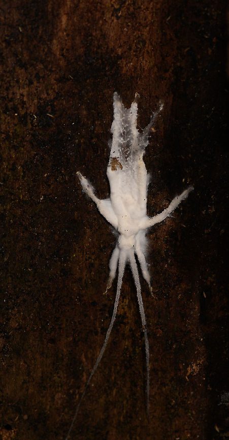 Katydid covered in fungus, Andasibe, Madagascar This looks to be a dead katydid/cricket entirely covered in some fungus. Possibly a cordyceps:<br />
<a href="https://www.flickr.com/photos/rainforests/25035328041" rel="nofollow">https://www.flickr.com/photos/rainforests/25035328041</a><br />
<br />
Another suggestion: Beauveria<br />
<br />
Pretty weird, as is expected on a Christant path (only 3 people in the world get that reference).<br />
<figure class="photo"><a href="https://www.jungledragon.com/image/86491/katydid_covered_in_fungus_-_closeup_andasibe_madagascar.html" title="Katydid covered in fungus - closeup, Andasibe, Madagascar"><img src="https://s3.amazonaws.com/media.jungledragon.com/images/2/86491_thumb.jpg?AWSAccessKeyId=05GMT0V3GWVNE7GGM1R2&Expires=1767225610&Signature=AE%2BHywKN0orAyhBvuA9CBlx7qEY%3D" width="200" height="180" alt="Katydid covered in fungus - closeup, Andasibe, Madagascar This looks to be a dead katydid/cricket entirely covered in some fungus. Possibly a cordyceps:<br />
https://www.flickr.com/photos/rainforests/25035328041<br />
<br />
Another suggestion: Beauveria<br />
<br />
Pretty weird, as is expected on a Christant path (only 3 people in the world get that reference).<br />
https://www.jungledragon.com/image/86492/katydid_covered_in_fungus_andasibe_madagascar.html Africa,Andasibe,Beauveria bassiana,Christant Path,Madagascar,Madagascar 2019,World" /></a></figure> Africa,Andasibe,Beauveria bassiana,Madagascar,Madagascar 2019,World