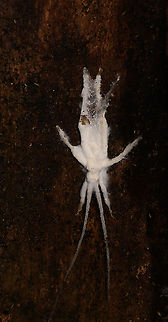 Katydid covered in fungus, Andasibe, Madagascar This looks to be a dead katydid/cricket entirely covered in some fungus. Possibly a cordyceps:
https://www.flickr.com/photos/rainforests/25035328041

Another suggestion: Beauveria

Pretty weird, as is expected on a Christant path (only 3 people in the world get that reference).
https://www.jungledragon.com/image/86491/katydid_covered_in_fungus_-_closeup_andasibe_madagascar.html Africa,Andasibe,Beauveria bassiana,Madagascar,Madagascar 2019,World