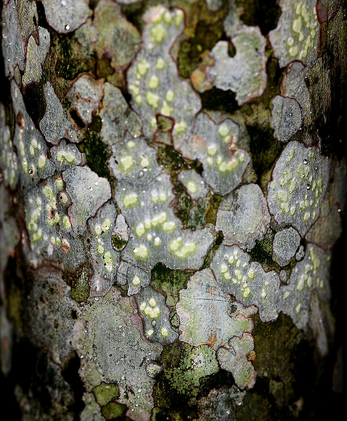 Glittering lichen, Andasibe, Madagascar The bright yellow/green lichen spots on this tree attracted my attention. I slightly dramatized the contrast, but not much. It&#039;s a complicated scene where I suspect we see at least two lichens on top of each other. Africa,Andasibe,Christant Path,Madagascar,Madagascar 2019,World