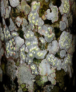 Glittering lichen, Andasibe, Madagascar The bright yellow/green lichen spots on this tree attracted my attention. I slightly dramatized the contrast, but not much. It's a complicated scene where I suspect we see at least two lichens on top of each other. Africa,Andasibe,Christant Path,Madagascar,Madagascar 2019,World