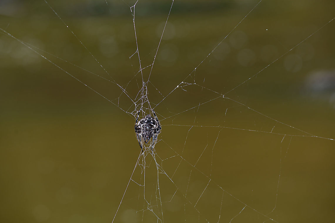 Darwin's bark spider, Andasibe, Madagascar <figure class="photo"><a href="https://www.jungledragon.com/image/86496/darwins_bark_spider_-_overview_andasibe_madagascar.html" title="Darwin's bark spider - overview, Andasibe, Madagascar"><img src="https://s3.amazonaws.com/media.jungledragon.com/images/2/86496_thumb.jpg?AWSAccessKeyId=05GMT0V3GWVNE7GGM1R2&Expires=1769040010&Signature=vxWVhg3r4z%2B3zr2kMxD9dmj68i0%3D" width="200" height="134" alt="Darwin's bark spider - overview, Andasibe, Madagascar https://www.jungledragon.com/image/86494/darwins_bark_spider_andasibe_madagascar.html<br />
https://www.jungledragon.com/image/86495/darwins_bark_spider_-_closeup_andasibe_madagascar.html<br />
Could it be true?<br />
<br />
- Bark spider appearance (Caerostris)<br />
- Location: Andasibe<br />
- Giant web across stream<br />
<br />
This ticks all the boxes and likely makes this the legendary Darwin Spider. Known for building the largest web of all spiders, as well as having silk known as the strongest biological material ever studied. This allows it to build a web that bridges wide streams and lakes.<br />
<br />
The purpose: no other spider can build such a web therefore the spider can uniquely position itself above water, having this habitat all to itself.<br />
<br />
In this instance, the web is parallel to the stream, not crossing it. It hung about 2m away from the shore line. Which is a lucky find, you would normally not be able to get this close. The way it bridges its web is pretty random, the result of wind. This is the female, the male is much smaller and red to brown. Africa,Andasibe,Caerostris darwini,Darwins bark spider,Geotagged,Madagascar,Madagascar 2019,Winter,World" /></a></figure><br />
<figure class="photo"><a href="https://www.jungledragon.com/image/86495/darwins_bark_spider_-_closeup_andasibe_madagascar.html" title="Darwin's bark spider - closeup, Andasibe, Madagascar"><img src="https://s3.amazonaws.com/media.jungledragon.com/images/2/86495_thumb.jpg?AWSAccessKeyId=05GMT0V3GWVNE7GGM1R2&Expires=1769040010&Signature=ahxLChyOTug2E6zgK97fZYv15AA%3D" width="200" height="200" alt="Darwin's bark spider - closeup, Andasibe, Madagascar https://www.jungledragon.com/image/86496/darwins_bark_spider_-_overview_andasibe_madagascar.html<br />
https://www.jungledragon.com/image/86494/darwins_bark_spider_andasibe_madagascar.html<br />
Could it be true?<br />
<br />
- Bark spider appearance (Caerostris)<br />
- Location: Andasibe<br />
- Giant web across stream<br />
<br />
This ticks all the boxes and likely makes this the legendary Darwin Spider. Known for building the largest web of all spiders, as well as having silk known as the strongest biological material ever studied. This allows it to build a web that bridges wide streams and lakes.<br />
<br />
The purpose: no other spider can build such a web therefore the spider can uniquely position itself above water, having this habitat all to itself.<br />
<br />
In this instance, the web is parallel to the stream, not crossing it. It hung about 2m away from the shore line. Which is a lucky find, you would normally not be able to get this close. The way it bridges its web is pretty random, the result of wind. This is the female, the male is much smaller and red to brown. Africa,Andasibe,Caerostris darwini,Christant Path,Darwins bark spider,Madagascar,Madagascar 2019,World" /></a></figure><br />
Could it be true?<br />
<br />
- Bark spider appearance (Caerostris)<br />
- Location: Andasibe<br />
- Giant web across stream<br />
<br />
This ticks all the boxes and likely makes this the legendary Darwin Spider. Known for building the largest web of all spiders, as well as having silk known as the strongest biological material ever studied. This allows it to build a web that bridges wide streams and lakes.<br />
<br />
The purpose: no other spider can build such a web therefore the spider can uniquely position itself above water, having this habitat all to itself.<br />
<br />
In this instance, the web is parallel to the stream, not crossing it. It hung about 2m away from the shore line. Which is a lucky find, you would normally not be able to get this close. The way it bridges its web is pretty random, the result of wind. This is the female, the male is much smaller and red to brown. Africa,Andasibe,Caerostris darwini,Darwins bark spider,Madagascar,Madagascar 2019,World