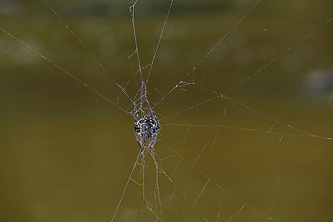 Darwin's bark spider, Andasibe, Madagascar https://www.jungledragon.com/image/86496/darwins_bark_spider_-_overview_andasibe_madagascar.html
https://www.jungledragon.com/image/86495/darwins_bark_spider_-_closeup_andasibe_madagascar.html
Could it be true?

- Bark spider appearance (Caerostris)
- Location: Andasibe
- Giant web across stream

This ticks all the boxes and likely makes this the legendary Darwin Spider. Known for building the largest web of all spiders, as well as having silk known as the strongest biological material ever studied. This allows it to build a web that bridges wide streams and lakes.

The purpose: no other spider can build such a web therefore the spider can uniquely position itself above water, having this habitat all to itself.

In this instance, the web is parallel to the stream, not crossing it. It hung about 2m away from the shore line. Which is a lucky find, you would normally not be able to get this close. The way it bridges its web is pretty random, the result of wind. This is the female, the male is much smaller and red to brown. Africa,Andasibe,Caerostris darwini,Darwins bark spider,Madagascar,Madagascar 2019,World
