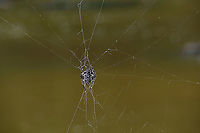 Darwin's bark spider, Andasibe, Madagascar https://www.jungledragon.com/image/86496/darwins_bark_spider_-_overview_andasibe_madagascar.html<br />
https://www.jungledragon.com/image/86495/darwins_bark_spider_-_closeup_andasibe_madagascar.html<br />
Could it be true?<br />
<br />
- Bark spider appearance (Caerostris)<br />
- Location: Andasibe<br />
- Giant web across stream<br />
<br />
This ticks all the boxes and likely makes this the legendary Darwin Spider. Known for building the largest web of all spiders, as well as having silk known as the strongest biological material ever studied. This allows it to build a web that bridges wide streams and lakes.<br />
<br />
The purpose: no other spider can build such a web therefore the spider can uniquely position itself above water, having this habitat all to itself.<br />
<br />
In this instance, the web is parallel to the stream, not crossing it. It hung about 2m away from the shore line. Which is a lucky find, you would normally not be able to get this close. The way it bridges its web is pretty random, the result of wind. This is the female, the male is much smaller and red to brown. Africa,Andasibe,Caerostris darwini,Darwins bark spider,Madagascar,Madagascar 2019,World