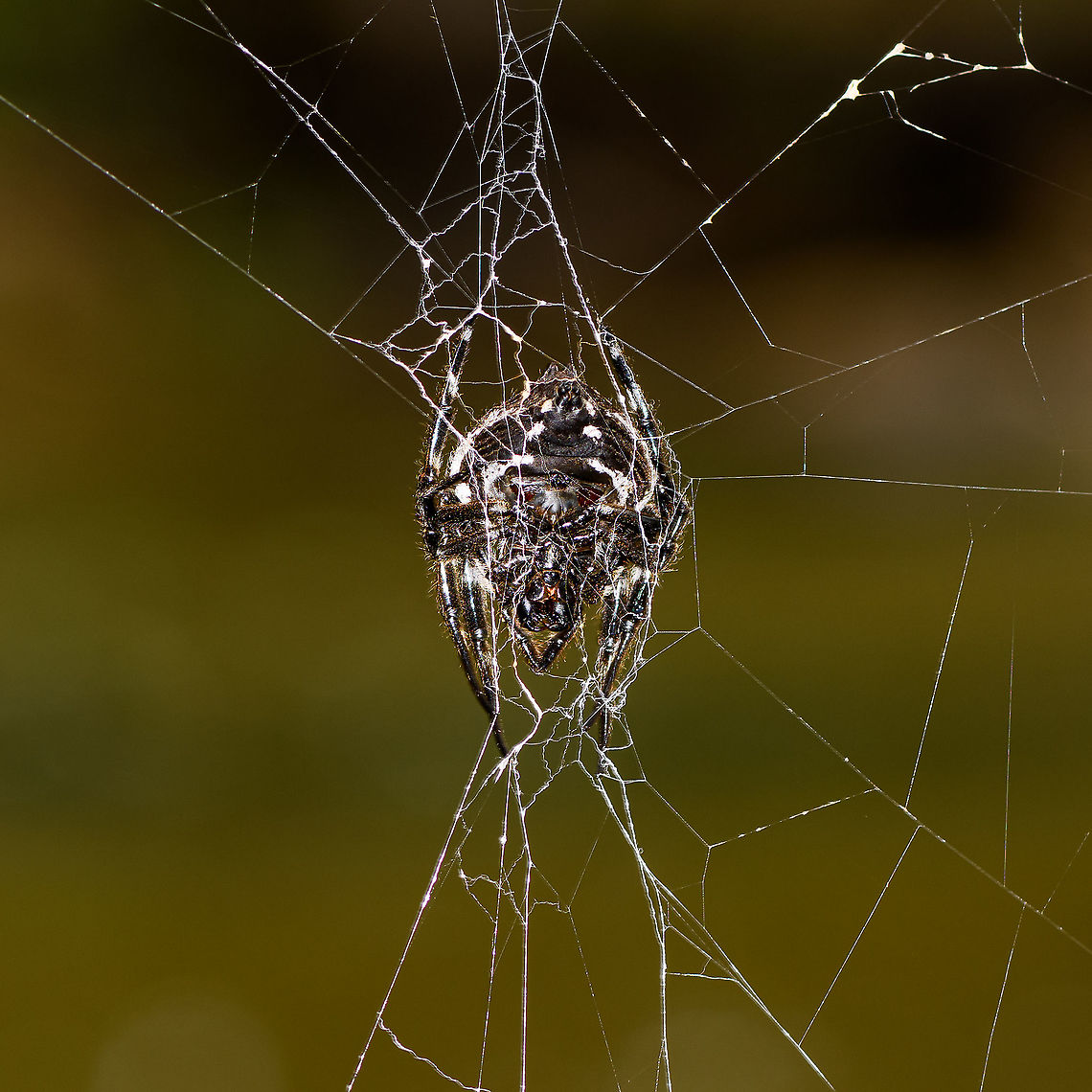 Darwin's bark spider - closeup, Andasibe, Madagascar <figure class="photo"><a href="https://www.jungledragon.com/image/86496/darwins_bark_spider_-_overview_andasibe_madagascar.html" title="Darwin&#039;s bark spider - overview, Andasibe, Madagascar"><img src="https://s3.amazonaws.com/media.jungledragon.com/images/2/86496_thumb.jpg?AWSAccessKeyId=05GMT0V3GWVNE7GGM1R2&Expires=1759968010&Signature=W0q2Nboq2COcyZ8wg%2FbvFE1kU80%3D" width="200" height="134" alt="Darwin&#039;s bark spider - overview, Andasibe, Madagascar https://www.jungledragon.com/image/86494/darwins_bark_spider_andasibe_madagascar.html<br />
https://www.jungledragon.com/image/86495/darwins_bark_spider_-_closeup_andasibe_madagascar.html<br />
Could it be true?<br />
<br />
- Bark spider appearance (Caerostris)<br />
- Location: Andasibe<br />
- Giant web across stream<br />
<br />
This ticks all the boxes and likely makes this the legendary Darwin Spider. Known for building the largest web of all spiders, as well as having silk known as the strongest biological material ever studied. This allows it to build a web that bridges wide streams and lakes.<br />
<br />
The purpose: no other spider can build such a web therefore the spider can uniquely position itself above water, having this habitat all to itself.<br />
<br />
In this instance, the web is parallel to the stream, not crossing it. It hung about 2m away from the shore line. Which is a lucky find, you would normally not be able to get this close. The way it bridges its web is pretty random, the result of wind. This is the female, the male is much smaller and red to brown. Africa,Andasibe,Caerostris darwini,Darwins bark spider,Geotagged,Madagascar,Madagascar 2019,Winter,World" /></a></figure><br />
<figure class="photo"><a href="https://www.jungledragon.com/image/86494/darwins_bark_spider_andasibe_madagascar.html" title="Darwin&#039;s bark spider, Andasibe, Madagascar"><img src="https://s3.amazonaws.com/media.jungledragon.com/images/2/86494_thumb.jpg?AWSAccessKeyId=05GMT0V3GWVNE7GGM1R2&Expires=1759968010&Signature=NfGgYuO7XlO%2FITIuhqe4wKvOuvE%3D" width="200" height="134" alt="Darwin&#039;s bark spider, Andasibe, Madagascar https://www.jungledragon.com/image/86496/darwins_bark_spider_-_overview_andasibe_madagascar.html<br />
https://www.jungledragon.com/image/86495/darwins_bark_spider_-_closeup_andasibe_madagascar.html<br />
Could it be true?<br />
<br />
- Bark spider appearance (Caerostris)<br />
- Location: Andasibe<br />
- Giant web across stream<br />
<br />
This ticks all the boxes and likely makes this the legendary Darwin Spider. Known for building the largest web of all spiders, as well as having silk known as the strongest biological material ever studied. This allows it to build a web that bridges wide streams and lakes.<br />
<br />
The purpose: no other spider can build such a web therefore the spider can uniquely position itself above water, having this habitat all to itself.<br />
<br />
In this instance, the web is parallel to the stream, not crossing it. It hung about 2m away from the shore line. Which is a lucky find, you would normally not be able to get this close. The way it bridges its web is pretty random, the result of wind. This is the female, the male is much smaller and red to brown. Africa,Andasibe,Caerostris darwini,Darwins bark spider,Madagascar,Madagascar 2019,World" /></a></figure><br />
Could it be true?<br />
<br />
- Bark spider appearance (Caerostris)<br />
- Location: Andasibe<br />
- Giant web across stream<br />
<br />
This ticks all the boxes and likely makes this the legendary Darwin Spider. Known for building the largest web of all spiders, as well as having silk known as the strongest biological material ever studied. This allows it to build a web that bridges wide streams and lakes.<br />
<br />
The purpose: no other spider can build such a web therefore the spider can uniquely position itself above water, having this habitat all to itself.<br />
<br />
In this instance, the web is parallel to the stream, not crossing it. It hung about 2m away from the shore line. Which is a lucky find, you would normally not be able to get this close. The way it bridges its web is pretty random, the result of wind. This is the female, the male is much smaller and red to brown. Africa,Andasibe,Caerostris darwini,Christant Path,Darwins bark spider,Madagascar,Madagascar 2019,World