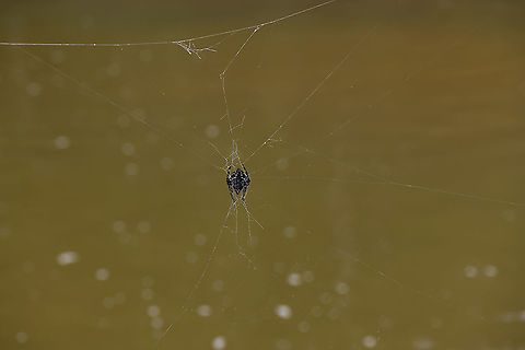 Darwin's bark spider - overview, Andasibe, Madagascar https://www.jungledragon.com/image/86494/darwins_bark_spider_andasibe_madagascar.html
https://www.jungledragon.com/image/86495/darwins_bark_spider_-_closeup_andasibe_madagascar.html
Could it be true?

- Bark spider appearance (Caerostris)
- Location: Andasibe
- Giant web across stream

This ticks all the boxes and likely makes this the legendary Darwin Spider. Known for building the largest web of all spiders, as well as having silk known as the strongest biological material ever studied. This allows it to build a web that bridges wide streams and lakes.

The purpose: no other spider can build such a web therefore the spider can uniquely position itself above water, having this habitat all to itself.

In this instance, the web is parallel to the stream, not crossing it. It hung about 2m away from the shore line. Which is a lucky find, you would normally not be able to get this close. The way it bridges its web is pretty random, the result of wind. This is the female, the male is much smaller and red to brown. Africa,Andasibe,Caerostris darwini,Darwins bark spider,Geotagged,Madagascar,Madagascar 2019,Winter,World