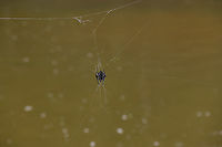 Darwin's bark spider - overview, Andasibe, Madagascar https://www.jungledragon.com/image/86494/darwins_bark_spider_andasibe_madagascar.html<br />
https://www.jungledragon.com/image/86495/darwins_bark_spider_-_closeup_andasibe_madagascar.html<br />
Could it be true?<br />
<br />
- Bark spider appearance (Caerostris)<br />
- Location: Andasibe<br />
- Giant web across stream<br />
<br />
This ticks all the boxes and likely makes this the legendary Darwin Spider. Known for building the largest web of all spiders, as well as having silk known as the strongest biological material ever studied. This allows it to build a web that bridges wide streams and lakes.<br />
<br />
The purpose: no other spider can build such a web therefore the spider can uniquely position itself above water, having this habitat all to itself.<br />
<br />
In this instance, the web is parallel to the stream, not crossing it. It hung about 2m away from the shore line. Which is a lucky find, you would normally not be able to get this close. The way it bridges its web is pretty random, the result of wind. This is the female, the male is much smaller and red to brown. Africa,Andasibe,Caerostris darwini,Darwins bark spider,Geotagged,Madagascar,Madagascar 2019,Winter,World