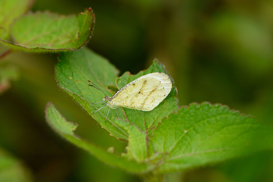 African wood white, Andasibe, Madagascar Very likely the sub species Leptosia alcesta sylvicola, known to occur in Madagascar:<br />
<a href="https://en.wikipedia.org/wiki/Leptosia_alcesta#/media/File:African_wood_white_(Leptosia_alcesta_sylvicola)_underside.jpg" rel="nofollow">https://en.wikipedia.org/wiki/Leptosia_alcesta#/media/File:African_wood_white_(Leptosia_alcesta_sylvicola)_underside.jpg</a> Africa,African wood white,Andasibe,Leptosia alcesta,Madagascar,Madagascar 2019,World