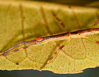 Colorful stick insect - closeup, Andasibe, Madagascar Small juvenile stick insect found in Andasibe, showcasing a wide array of hues, including blue eyes.<br />
https://www.jungledragon.com/image/86504/colorful_stick_insect_andasibe_madagascar.html Africa,Andasibe,Geotagged,Madagascar,Madagascar 2019,Winter,World