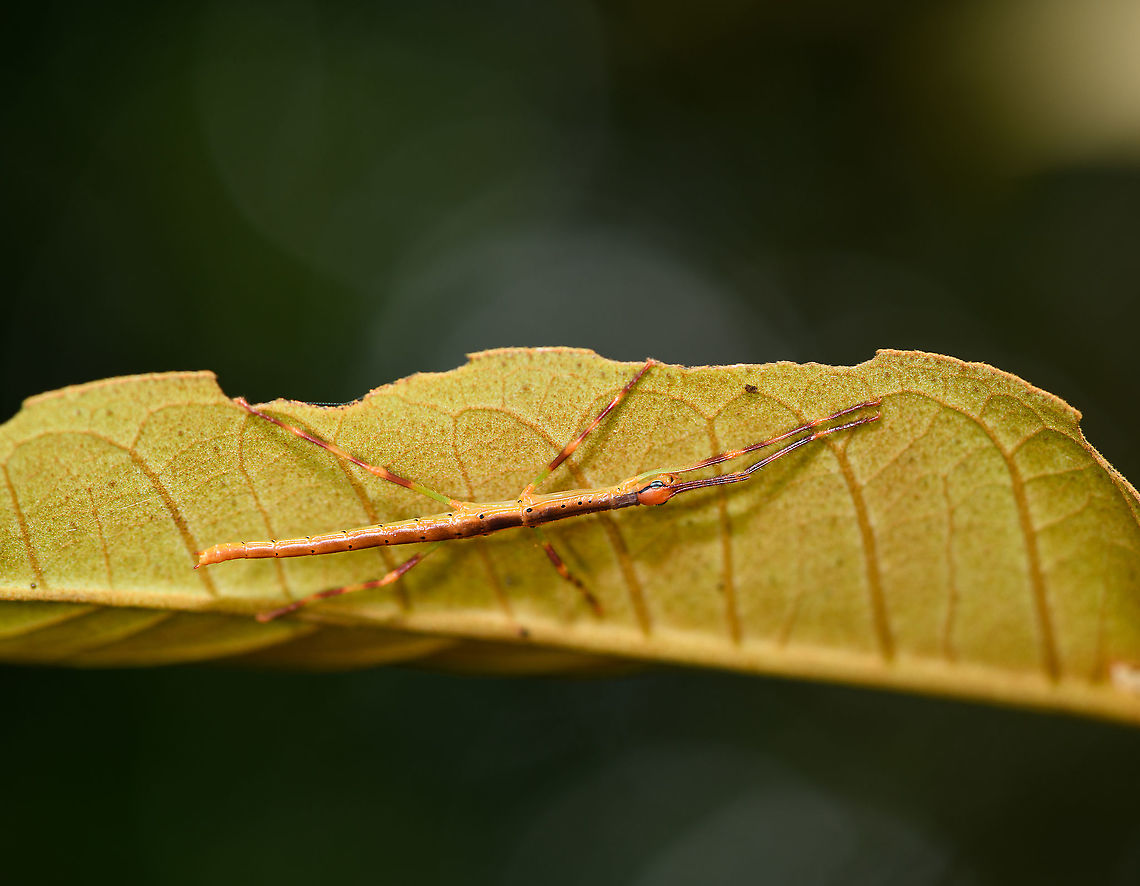 Colorful stick insect, Andasibe, Madagascar Small juvenile stick insect found in Andasibe, showcasing a wide array of hues, including blue eyes.<br />
<figure class="photo"><a href="https://www.jungledragon.com/image/86503/colorful_stick_insect_-_closeup_andasibe_madagascar.html" title="Colorful stick insect - closeup, Andasibe, Madagascar"><img src="https://s3.amazonaws.com/media.jungledragon.com/images/2/86503_thumb.jpg?AWSAccessKeyId=05GMT0V3GWVNE7GGM1R2&Expires=1759968010&Signature=Ec9jAVR9Vs76ajiAzwBWJUp3v%2Bg%3D" width="200" height="156" alt="Colorful stick insect - closeup, Andasibe, Madagascar Small juvenile stick insect found in Andasibe, showcasing a wide array of hues, including blue eyes.<br />
https://www.jungledragon.com/image/86504/colorful_stick_insect_andasibe_madagascar.html Africa,Andasibe,Geotagged,Madagascar,Madagascar 2019,Winter,World" /></a></figure> Africa,Andasibe,Geotagged,Madagascar,Madagascar 2019,Winter,World
