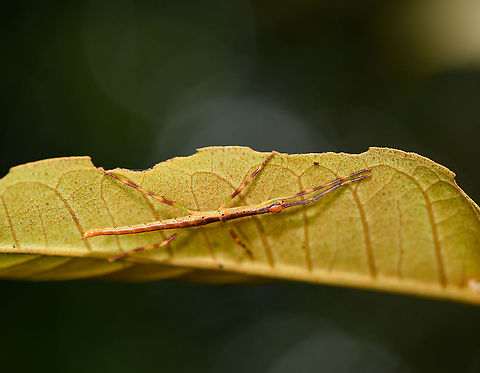 Colorful stick insect, Andasibe, Madagascar Small juvenile stick insect found in Andasibe, showcasing a wide array of hues, including blue eyes.
https://www.jungledragon.com/image/86503/colorful_stick_insect_-_closeup_andasibe_madagascar.html Africa,Andasibe,Geotagged,Madagascar,Madagascar 2019,Winter,World