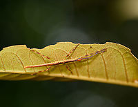 Colorful stick insect, Andasibe, Madagascar Small juvenile stick insect found in Andasibe, showcasing a wide array of hues, including blue eyes.<br />
https://www.jungledragon.com/image/86503/colorful_stick_insect_-_closeup_andasibe_madagascar.html Africa,Andasibe,Geotagged,Madagascar,Madagascar 2019,Winter,World