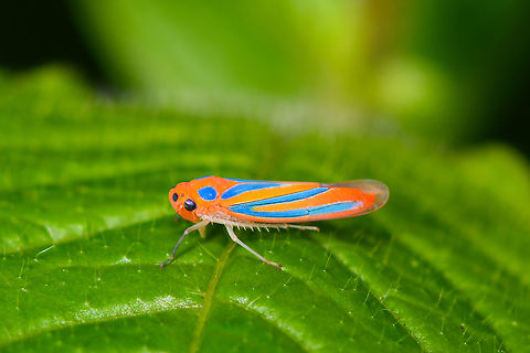 Madranga segnita, Andasibe, Madagascar A fairly obscure creature with minimum documentation online.  Africa,Andasibe,Christant Path,Madagascar,Madagascar 2019,Madranga segnita,World