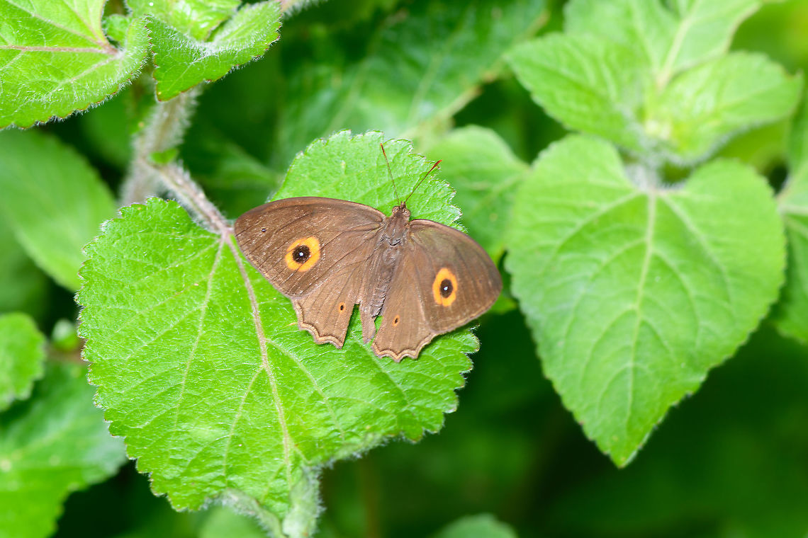 Heteropsis sunbathing on leaf, Andasibe, Madagascar <figure class="photo"><a href="https://www.jungledragon.com/image/86556/heteropsis_sunbathing_andasibe_madagascar.html" title="Heteropsis sunbathing, Andasibe, Madagascar"><img src="https://s3.amazonaws.com/media.jungledragon.com/images/2/86556_thumb.jpg?AWSAccessKeyId=05GMT0V3GWVNE7GGM1R2&Expires=1770854410&Signature=%2BoSPDYzuCORhgoxKPBL87%2FDvnEI%3D" width="200" height="152" alt="Heteropsis sunbathing, Andasibe, Madagascar https://www.jungledragon.com/image/86555/heteropsis_sunbathing_on_leaf_andasibe_madagascar.html Africa,Andasibe,Madagascar,Madagascar 2019,World" /></a></figure> Africa,Andasibe,Madagascar,Madagascar 2019,World