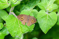Heteropsis sunbathing on leaf, Andasibe, Madagascar https://www.jungledragon.com/image/86556/heteropsis_sunbathing_andasibe_madagascar.html Africa,Andasibe,Madagascar,Madagascar 2019,World