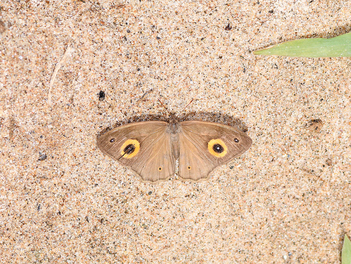 Heteropsis sunbathing, Andasibe, Madagascar <figure class="photo"><a href="https://www.jungledragon.com/image/86555/heteropsis_sunbathing_on_leaf_andasibe_madagascar.html" title="Heteropsis sunbathing on leaf, Andasibe, Madagascar"><img src="https://s3.amazonaws.com/media.jungledragon.com/images/2/86555_thumb.jpg?AWSAccessKeyId=05GMT0V3GWVNE7GGM1R2&Expires=1770854410&Signature=RLQLj9FArP8%2B%2Bq4dXKgcHxDBsGA%3D" width="200" height="134" alt="Heteropsis sunbathing on leaf, Andasibe, Madagascar https://www.jungledragon.com/image/86556/heteropsis_sunbathing_andasibe_madagascar.html Africa,Andasibe,Madagascar,Madagascar 2019,World" /></a></figure> Africa,Andasibe,Madagascar,Madagascar 2019,World