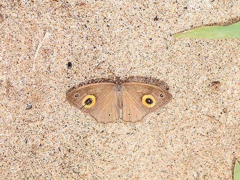 Heteropsis sunbathing, Andasibe, Madagascar https://www.jungledragon.com/image/86555/heteropsis_sunbathing_on_leaf_andasibe_madagascar.html Africa,Andasibe,Madagascar,Madagascar 2019,World