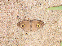 Heteropsis sunbathing, Andasibe, Madagascar https://www.jungledragon.com/image/86555/heteropsis_sunbathing_on_leaf_andasibe_madagascar.html Africa,Andasibe,Madagascar,Madagascar 2019,World