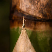 Mirror spider - front, Andasibe, Madagascar My first mirror spider! (Genus: Thwaitesia. I only once saw these online from a famous macro photographer from Singapore. They are much smaller than I expected and quite tricky to get entirely into focus. <br />
<br />
They are called mirror spiders due to the reflective plates on their abdomen. This one surely is in the genus Thwaitesia. Some candidates known to occur in Madagascar:<br />
<br />
- Thwaitesia argenteosquamata (Lenz, 1891) (Madagascar)<br />
- Thwaitesia pulcherrima Butler, 1882 (Madagascar)<br />
<br />
Not certain of the species yet, documentation is very limited.<br />
https://www.jungledragon.com/image/86558/mirror_spider_-_closeup_andasibe_madagascar.html<br />
https://www.jungledragon.com/image/86559/mirror_spider_-_side_view_andasibe_madagascar.html Africa,Andasibe,Geotagged,Madagascar,Madagascar 2019,Winter,World