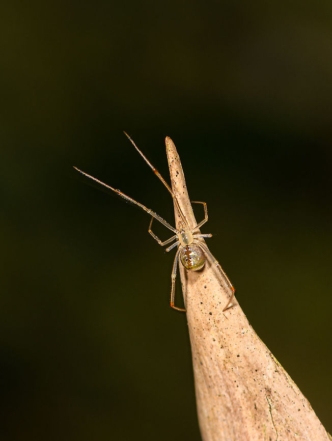 Mirror spider - closeup, Andasibe, Madagascar My first mirror spider! (Genus: Thwaitesia. I only once saw these online from a famous macro photographer from Singapore. They are much smaller than I expected and quite tricky to get entirely into focus. <br />
<br />
They are called mirror spiders due to the reflective plates on their abdomen. This one surely is in the genus Thwaitesia. Some candidates known to occur in Madagascar:<br />
<br />
- Thwaitesia argenteosquamata (Lenz, 1891) (Madagascar)<br />
- Thwaitesia pulcherrima Butler, 1882 (Madagascar)<br />
<br />
Not certain of the species yet, documentation is very limited.<br />
<figure class="photo"><a href="https://www.jungledragon.com/image/86557/mirror_spider_-_front_andasibe_madagascar.html" title="Mirror spider - front, Andasibe, Madagascar"><img src="https://s3.amazonaws.com/media.jungledragon.com/images/2/86557_thumb.jpg?AWSAccessKeyId=05GMT0V3GWVNE7GGM1R2&Expires=1767225610&Signature=feShCdm4pGN6VIgfxny5M73heNk%3D" width="200" height="200" alt="Mirror spider - front, Andasibe, Madagascar My first mirror spider! (Genus: Thwaitesia. I only once saw these online from a famous macro photographer from Singapore. They are much smaller than I expected and quite tricky to get entirely into focus. <br />
<br />
They are called mirror spiders due to the reflective plates on their abdomen. This one surely is in the genus Thwaitesia. Some candidates known to occur in Madagascar:<br />
<br />
- Thwaitesia argenteosquamata (Lenz, 1891) (Madagascar)<br />
- Thwaitesia pulcherrima Butler, 1882 (Madagascar)<br />
<br />
Not certain of the species yet, documentation is very limited.<br />
https://www.jungledragon.com/image/86558/mirror_spider_-_closeup_andasibe_madagascar.html<br />
https://www.jungledragon.com/image/86559/mirror_spider_-_side_view_andasibe_madagascar.html Africa,Andasibe,Geotagged,Madagascar,Madagascar 2019,Winter,World" /></a></figure><br />
<figure class="photo"><a href="https://www.jungledragon.com/image/86559/mirror_spider_-_side_view_andasibe_madagascar.html" title="Mirror spider - side view, Andasibe, Madagascar"><img src="https://s3.amazonaws.com/media.jungledragon.com/images/2/86559_thumb.jpg?AWSAccessKeyId=05GMT0V3GWVNE7GGM1R2&Expires=1767225610&Signature=1O2I7RZI5qMSEd0LRdASLKlXOGk%3D" width="200" height="182" alt="Mirror spider - side view, Andasibe, Madagascar My first mirror spider! (Genus: Thwaitesia. I only once saw these online from a famous macro photographer from Singapore. They are much smaller than I expected and quite tricky to get entirely into focus. <br />
<br />
They are called mirror spiders due to the reflective plates on their abdomen. This one surely is in the genus Thwaitesia. Some candidates known to occur in Madagascar:<br />
<br />
- Thwaitesia argenteosquamata (Lenz, 1891) (Madagascar)<br />
- Thwaitesia pulcherrima Butler, 1882 (Madagascar)<br />
<br />
Not certain of the species yet, documentation is very limited.<br />
https://www.jungledragon.com/image/86557/mirror_spider_-_front_andasibe_madagascar.html<br />
https://www.jungledragon.com/image/86558/mirror_spider_-_closeup_andasibe_madagascar.html Africa,Andasibe,Geotagged,Madagascar,Madagascar 2019,Winter,World" /></a></figure> Africa,Andasibe,Christant Path,Geotagged,Madagascar,Madagascar 2019,Winter,World