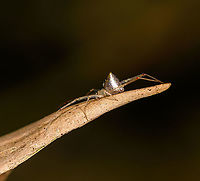 Mirror spider - side view, Andasibe, Madagascar My first mirror spider! (Genus: Thwaitesia. I only once saw these online from a famous macro photographer from Singapore. They are much smaller than I expected and quite tricky to get entirely into focus. <br />
<br />
They are called mirror spiders due to the reflective plates on their abdomen. This one surely is in the genus Thwaitesia. Some candidates known to occur in Madagascar:<br />
<br />
- Thwaitesia argenteosquamata (Lenz, 1891) (Madagascar)<br />
- Thwaitesia pulcherrima Butler, 1882 (Madagascar)<br />
<br />
Not certain of the species yet, documentation is very limited.<br />
https://www.jungledragon.com/image/86557/mirror_spider_-_front_andasibe_madagascar.html<br />
https://www.jungledragon.com/image/86558/mirror_spider_-_closeup_andasibe_madagascar.html Africa,Andasibe,Geotagged,Madagascar,Madagascar 2019,Winter,World