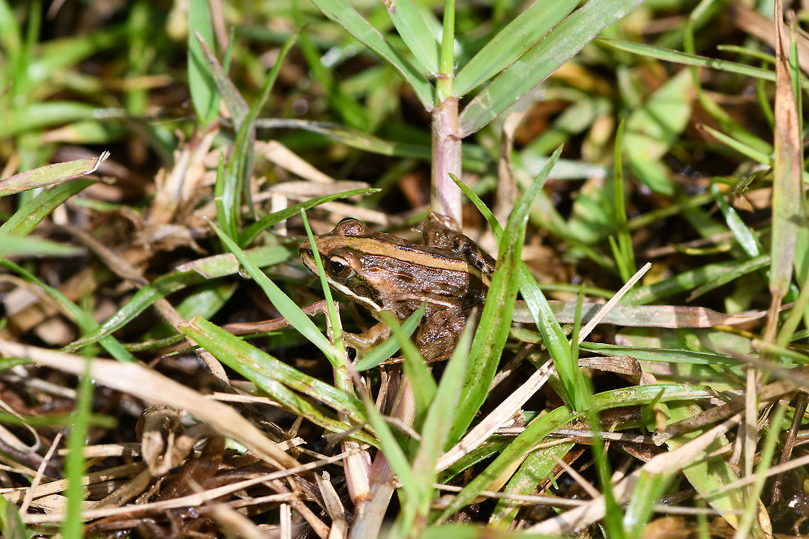 Mascarene Grass Frog, Andasibe, Madagascar Definitely Ptychadena sp. and very likely Ptychadena mascareniensis.<br />
<br />
Last post of this day, the rest was spent on travel. Africa,Andasibe,Geotagged,Madagascar,Madagascar 2019,Mascarene Grass Frog,Ptychadena mascareniensis,Winter,World