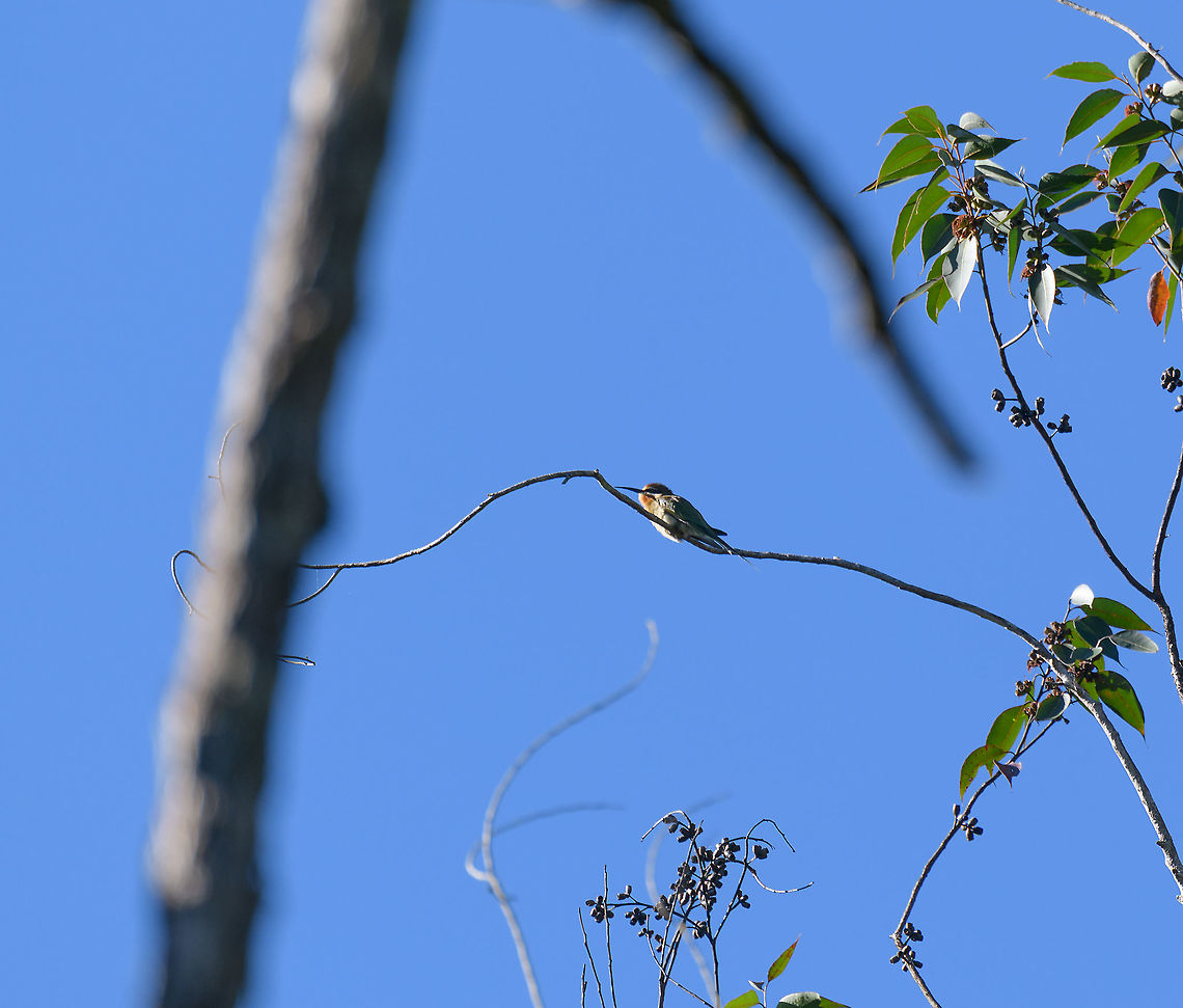 Madagascar Bee-eater, Mitsinjo reserve, Andasibe, Madagascar Remote view of a Madagascar Bee-eater, also known as the Olive bee-eater in the Mitsinjo reserve. Africa,Andasibe,Geotagged,Madagascar,Madagascar 2019,Merops superciliosus,Mitsinjo reserve,Olive Bee-eater,Winter,World