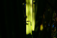 Lined Day Gecko, Mitsinjo reserve, Andasibe, Madagascar In the relatively cold dry season, in the dense dark forest of the Mitsinjo reserve, we found day geckos warming up in scarce places of sun light. We found this particular scene multiple times across the forest.<br />
https://www.jungledragon.com/image/86594/lined_day_gecko_-_closeup_1_mitsinjo_reserve_andasibe_madagascar.html<br />
https://www.jungledragon.com/image/86595/lined_day_gecko_-_closeup_2_mitsinjo_reserve_andasibe_madagascar.html Africa,Andasibe,Lined Day Gecko,Madagascar,Madagascar 2019,Mitsinjo reserve,Phelsuma lineata,World