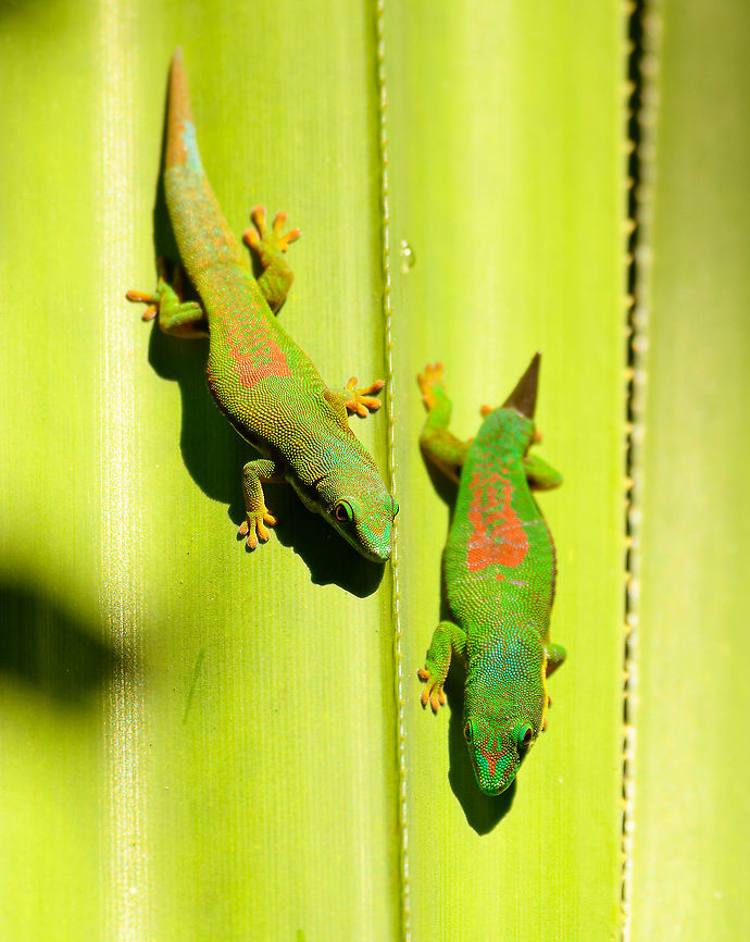 Lined Day Gecko - closeup 1, Mitsinjo reserve, Andasibe, Madagascar In the relatively cold dry season, in the dense dark forest of the Mitsinjo reserve, we found day geckos warming up in scarce places of sun light. We found this particular scene multiple times across the forest.<br />
<figure class="photo"><a href="https://www.jungledragon.com/image/86593/lined_day_gecko_mitsinjo_reserve_andasibe_madagascar.html" title="Lined Day Gecko, Mitsinjo reserve, Andasibe, Madagascar"><img src="https://s3.amazonaws.com/media.jungledragon.com/images/2/86593_thumb.jpg?AWSAccessKeyId=05GMT0V3GWVNE7GGM1R2&Expires=1759968010&Signature=twVXNqQUpZnlpnvKq4H0dsBjZPk%3D" width="200" height="134" alt="Lined Day Gecko, Mitsinjo reserve, Andasibe, Madagascar In the relatively cold dry season, in the dense dark forest of the Mitsinjo reserve, we found day geckos warming up in scarce places of sun light. We found this particular scene multiple times across the forest.<br />
https://www.jungledragon.com/image/86594/lined_day_gecko_-_closeup_1_mitsinjo_reserve_andasibe_madagascar.html<br />
https://www.jungledragon.com/image/86595/lined_day_gecko_-_closeup_2_mitsinjo_reserve_andasibe_madagascar.html Africa,Andasibe,Lined Day Gecko,Madagascar,Madagascar 2019,Mitsinjo reserve,Phelsuma lineata,World" /></a></figure><br />
<figure class="photo"><a href="https://www.jungledragon.com/image/86595/lined_day_gecko_-_closeup_2_mitsinjo_reserve_andasibe_madagascar.html" title="Lined Day Gecko - closeup 2, Mitsinjo reserve, Andasibe, Madagascar"><img src="https://s3.amazonaws.com/media.jungledragon.com/images/2/86595_thumb.jpg?AWSAccessKeyId=05GMT0V3GWVNE7GGM1R2&Expires=1759968010&Signature=i9FAo7wZmawzQpzbVv3rX5N%2Fb%2Fg%3D" width="200" height="154" alt="Lined Day Gecko - closeup 2, Mitsinjo reserve, Andasibe, Madagascar In the relatively cold dry season, in the dense dark forest of the Mitsinjo reserve, we found day geckos warming up in scarce places of sun light. We found this particular scene multiple times across the forest.<br />
https://www.jungledragon.com/image/86593/lined_day_gecko_mitsinjo_reserve_andasibe_madagascar.html<br />
https://www.jungledragon.com/image/86594/lined_day_gecko_-_closeup_1_mitsinjo_reserve_andasibe_madagascar.html Africa,Andasibe,Lined Day Gecko,Madagascar,Madagascar 2019,Mitsinjo reserve,Phelsuma lineata,World" /></a></figure> Africa,Andasibe,Geotagged,Lined Day Gecko,Madagascar,Madagascar 2019,Mitsinjo reserve,Phelsuma lineata,Winter,World