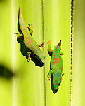 Lined Day Gecko - closeup 1, Mitsinjo reserve, Andasibe, Madagascar In the relatively cold dry season, in the dense dark forest of the Mitsinjo reserve, we found day geckos warming up in scarce places of sun light. We found this particular scene multiple times across the forest.<br />
https://www.jungledragon.com/image/86593/lined_day_gecko_mitsinjo_reserve_andasibe_madagascar.html<br />
https://www.jungledragon.com/image/86595/lined_day_gecko_-_closeup_2_mitsinjo_reserve_andasibe_madagascar.html Africa,Andasibe,Geotagged,Lined Day Gecko,Madagascar,Madagascar 2019,Mitsinjo reserve,Phelsuma lineata,Winter,World